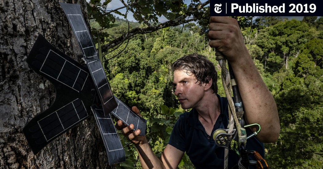 Image for Using Old Cellphones to Listen for Illegal Loggers [telecom] 
