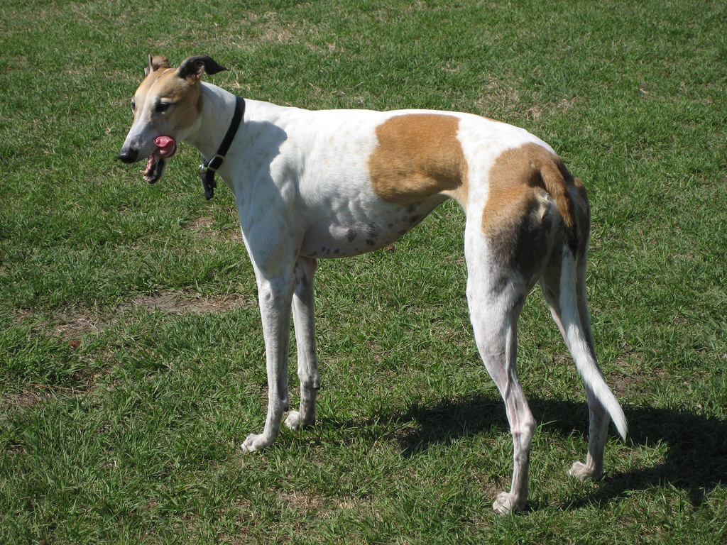 Image for Will pet friendly motion detector work with my dog?