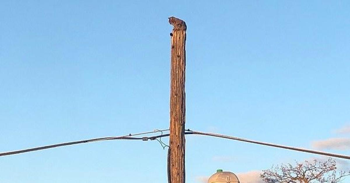 Image for Verizon urged to reinstate suspended worker who saved cat [telecom] 