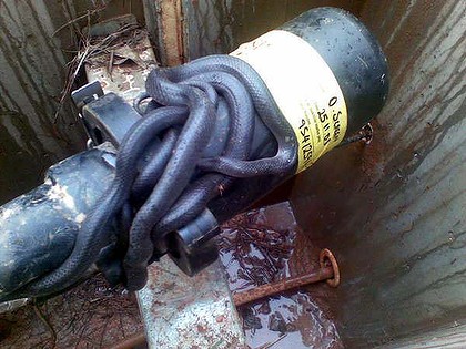 Image for What you don't want to see in a telco pit [TELECOM]