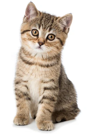 Image for Lawyer's Zoom hearing is a purr-fect storm tech glitch [telecom] 