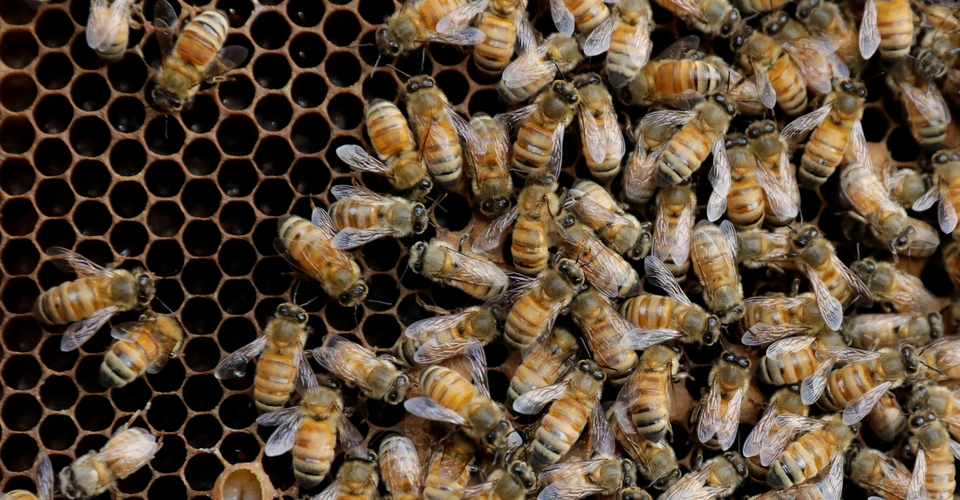 Image for The Hive / Can Thousands of Wikipedians be Wrong?