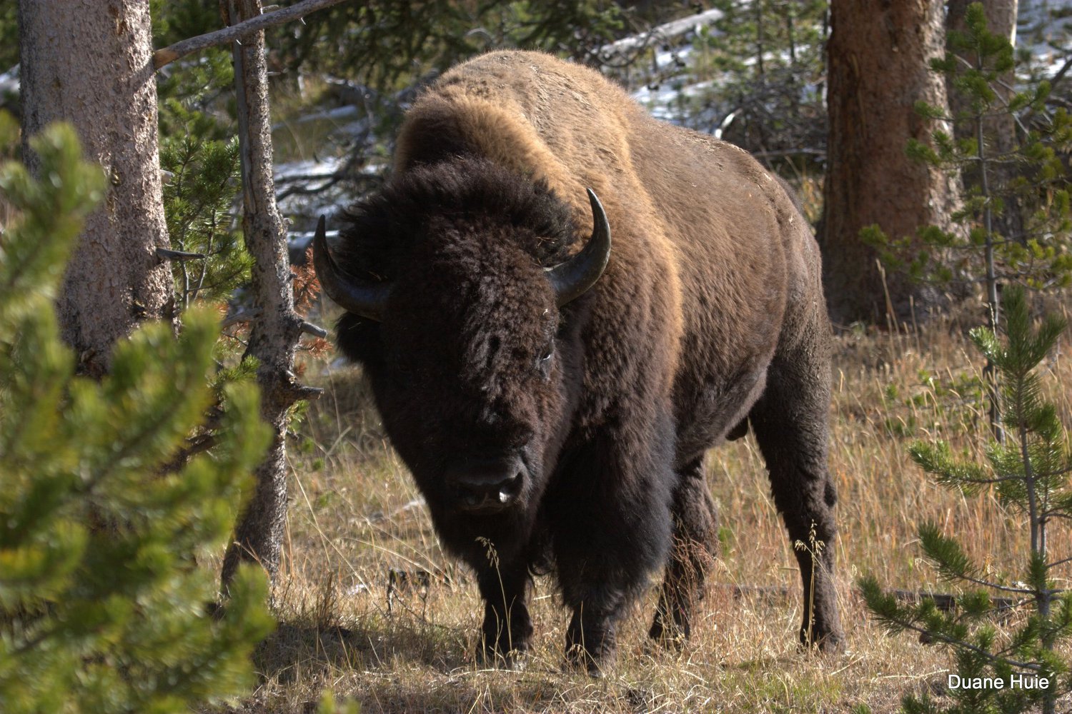 Image for Do Bison Need More Bandwidth? Yellowstone And CenturyLink Think So [telecom] 